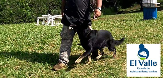 K-9 El Valle K-9 El Valle