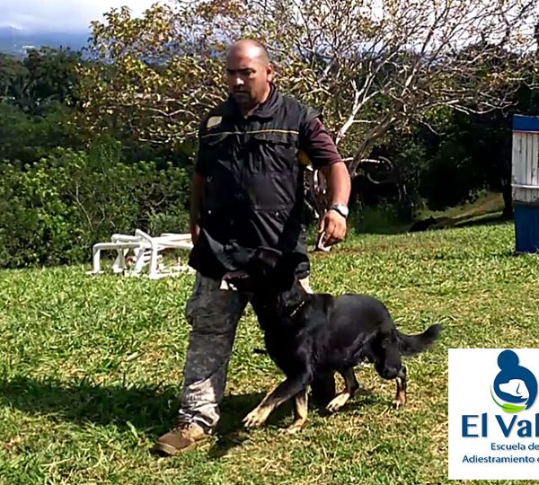 Adiestramiento canino