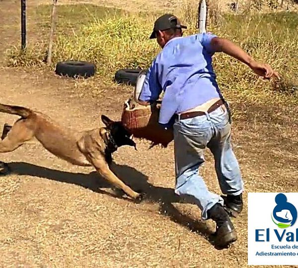 Servicio de perros de Ataque y Perros Guardia.