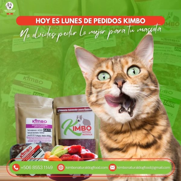 Comida para gato